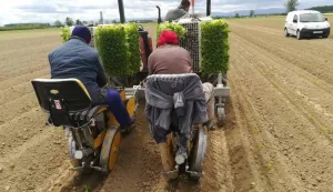 SLATINA, Sadnja duhana, 20.01.2022., snimio Josip Zdeličan