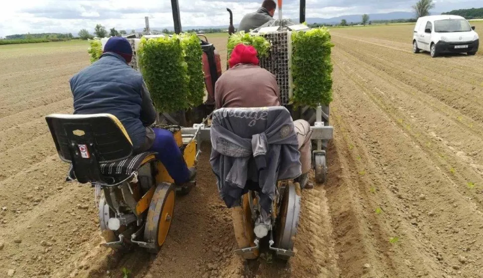 SLATINA, Sadnja duhana, 20.01.2022., snimio Josip Zdeličan