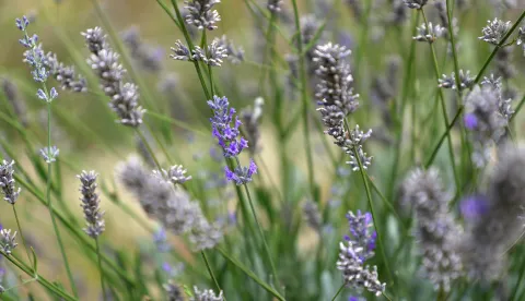 Osijek, 06. 08. 2025., Jug 2, Osječki urbani vrtovi, urbani vrtovi, Udruga Osvrt, poljoprivreda, povrće, voće, uzgajanje, lavanda SNIMIO BRUNO JOBST