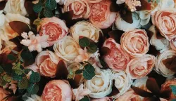 ruže ruže ruževeljača 2024.