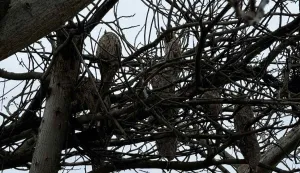 Stanovnike Starih Jankovaca ovih je dana dočekao nesvakida&scaron;nji prizor. U samom sredi&scaron;tu mjesta, na granama oraha stradalog u olujnom nevremenu, utoči&scaron;te je prona&scaron;lo čak deset jedinki male u&scaron;are (Asio otus).