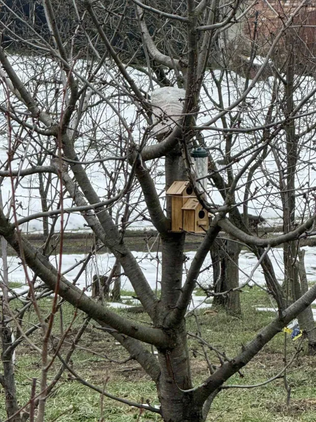 Stanovnike Starih Jankovaca ovih je dana dočekao nesvakida&scaron;nji prizor. U samom sredi&scaron;tu mjesta, na granama oraha stradalog u olujnom nevremenu, utoči&scaron;te je prona&scaron;lo čak deset jedinki male u&scaron;are (Asio otus).