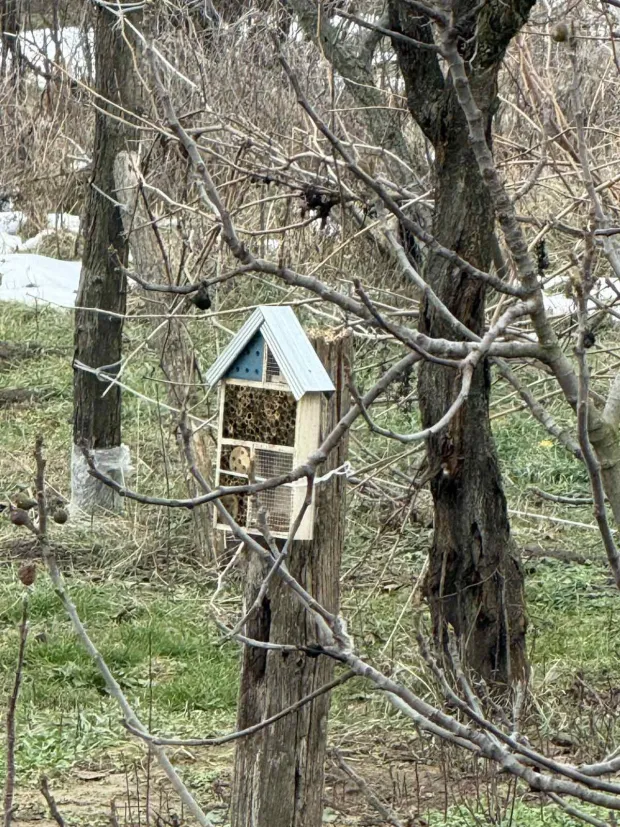 Stanovnike Starih Jankovaca ovih je dana dočekao nesvakida&scaron;nji prizor. U samom sredi&scaron;tu mjesta, na granama oraha stradalog u olujnom nevremenu, utoči&scaron;te je prona&scaron;lo čak deset jedinki male u&scaron;are (Asio otus).