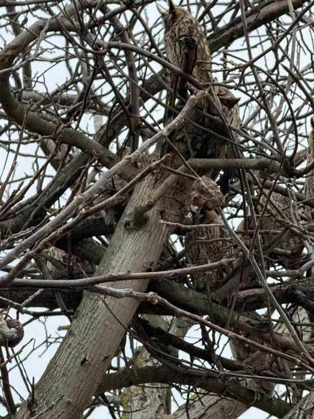 Stanovnike Starih Jankovaca ovih je dana dočekao nesvakida&scaron;nji prizor. U samom sredi&scaron;tu mjesta, na granama oraha stradalog u olujnom nevremenu, utoči&scaron;te je prona&scaron;lo čak deset jedinki male u&scaron;are (Asio otus).