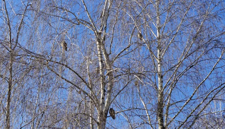Male sove u&scaron;are zimuju i u sredi&scaron;tu Belog Manastira