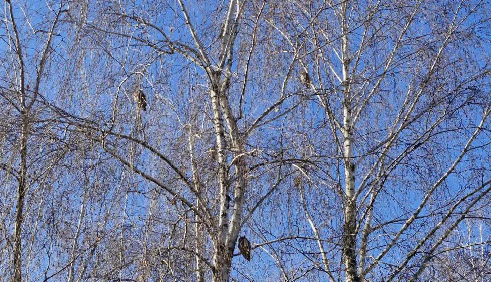 Male sove u&scaron;are zimuju i u sredi&scaron;tu Belog Manastira