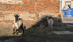 Neobičan par odlučio je pro&scaron;etati ulicama osječkog Bosutskog naselja, zastajući kod svake ograde u Sutlanskoj ulici, a onda i po Kupskoj ulici.