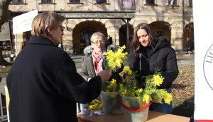 19. Dan mimoza, Vinkovci