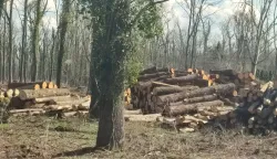 Sječa &scaron;umefoto: Marija Le&scaron;ić Omerović