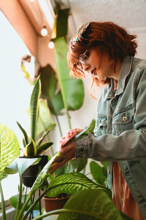 briga za sobno bilje