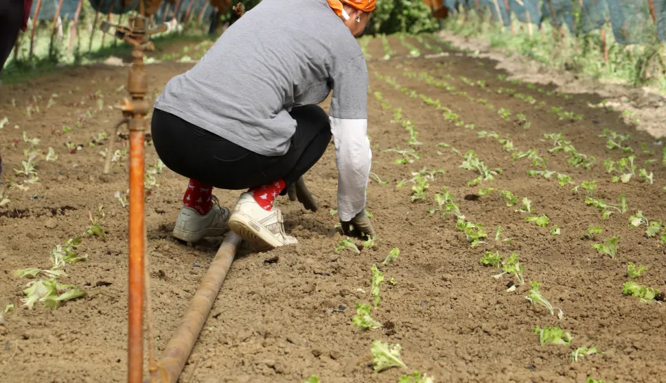 27.09.2024., Novo Selo Palanjecko - OPG Veselic, proizvodnja ekoloskog voca i povrca. Ivan Veselic. Photo: Edina Zuko/PIXSELL