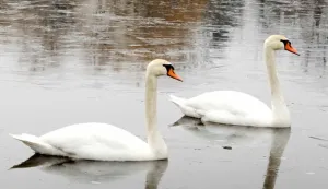 slavonija...vinkovci...29.12.2011.vec godinama u zimskom periodu na bosut dolaze labudovi; ove godine nesto kasne, ali ipak su se pojavili, te sami, ali i zajedno s liskama i divljim patkama uljepsavaju pogled na bosut foto gordan panic