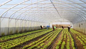 Plastenici ilustracija