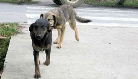 Cepin 22.01.2007psi lutalice u cepinu ispred osnovne skoleSnimio.Dino Tijardovic------2 color slbar