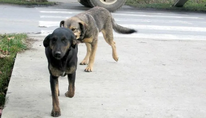 Cepin 22.01.2007psi lutalice u cepinu ispred osnovne skoleSnimio.Dino Tijardovic------2 color slbar