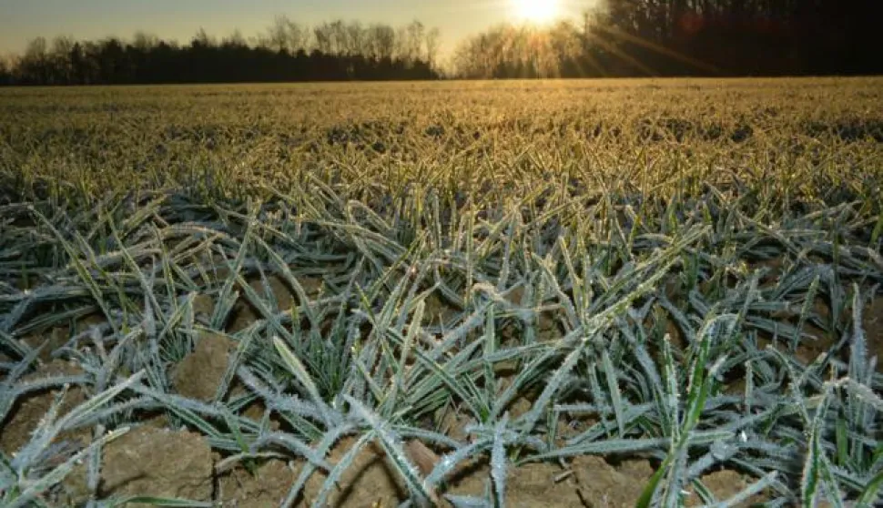 01.12.2016., Garesnica, Kaniska Iva - Niske jutarnje temperature ispod nule dovode do pojave inja na zemljanoj podlozi, pa tako i psenici. Photo: Damir Spehar/PIXSELL------dva stupca novosti