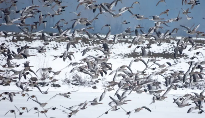 Prebrojili 120.000 ptica vodarica