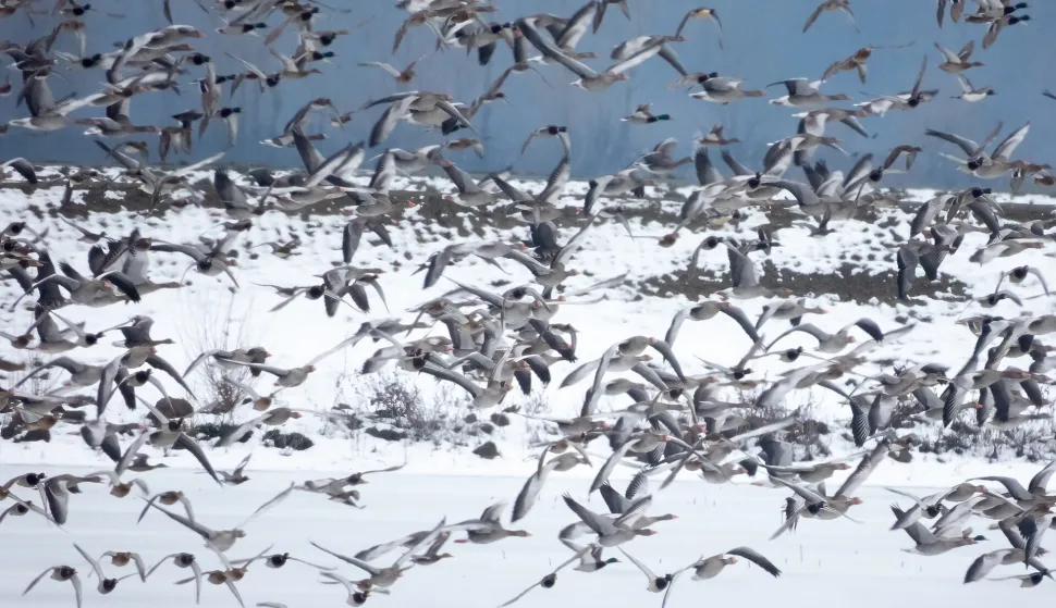 Prebrojili 120.000 ptica vodarica