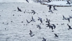 PTICE VODARICE, VSŽ2025./2026.