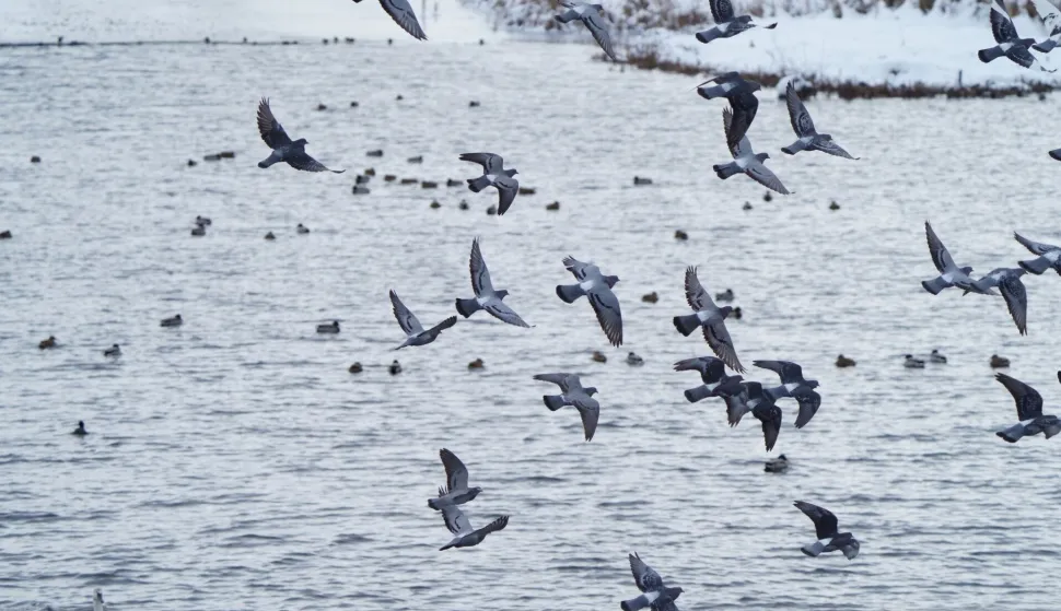 PTICE VODARICE, VSŽ2025./2026.