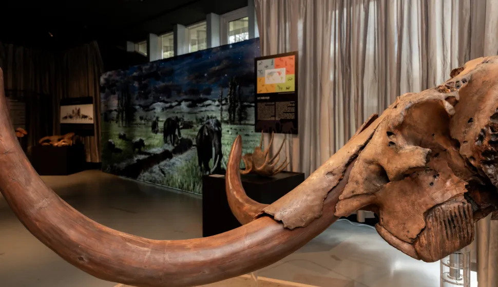 U Muzeju vučedolske kulture otvorena je gostujuća izložba "Doba leda i vatre"