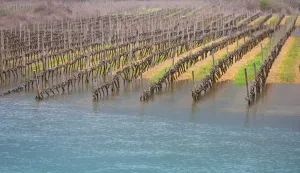 Vrgorac, 17.03.2025 - Nakon obilnih ki&scaron;a poplavili su vinogradi i voćnjaci u vrgoračkom polju. Rijeka Matica se izlila iz toka u polju Jezero, a kako je izvijestio HAK na svojim službenim stranicama zbog vode na kolniku zatvorena je cesta Draževitići-Veliki prolog. foto HINA/ Jure DIVIĆ/ ik