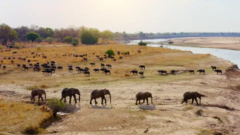 Picture Shows: Herds of elephant (Loxodonta africana) and Cape buffalo (Syncerus caffer caffer) travel to drink at the Luangwa river.