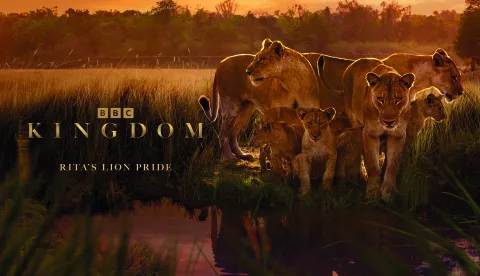 Picture Shows: LION &ndash; Character /Episodic Key Art /IconicComposite image