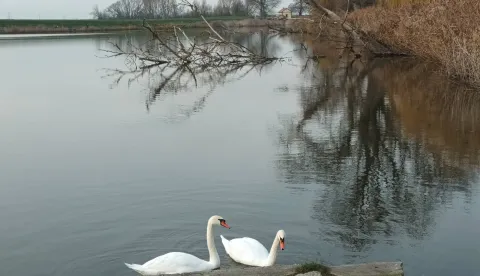 U 15-ak voda Baranje bit će ubačeno do 5000 kilograma &scaron;arana