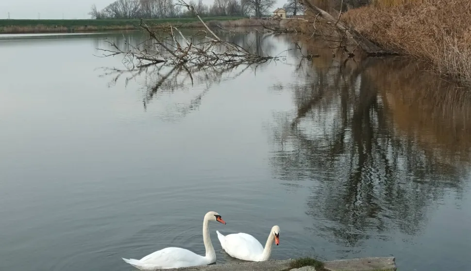 U 15-ak voda Baranje bit će ubačeno do 5000 kilograma &scaron;arana