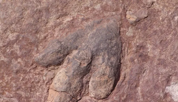 dinosaur fosil