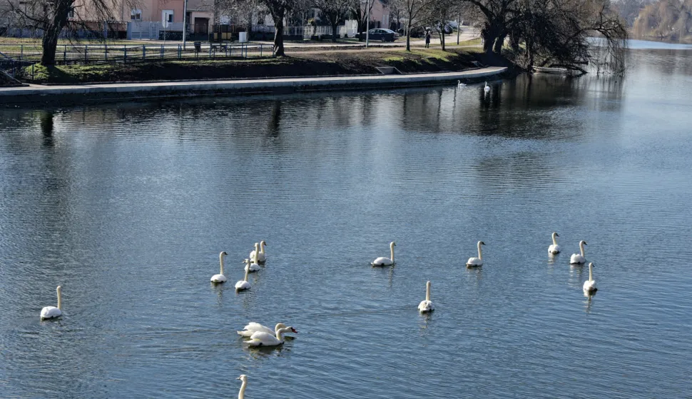slavonija...vinkovci...25.01.2024.labudovi su se udomacili na bosutu u sredistu grada;foto Gordan Panić