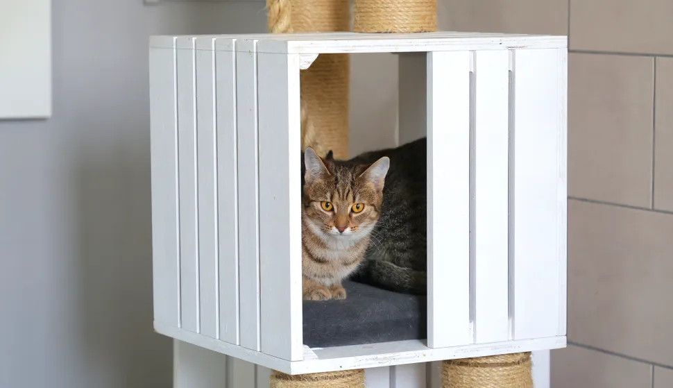 Tenja, 05. 02. 2025., Ulica Svete Ane 66, Udruga 9 života, Mirta Salopek Kotromanović - voditeljica udruge, mačke, mačka, skloni&scaron;te za mačke, napu&scaron;tene mačkeSNIMIO BRUNO JOBST