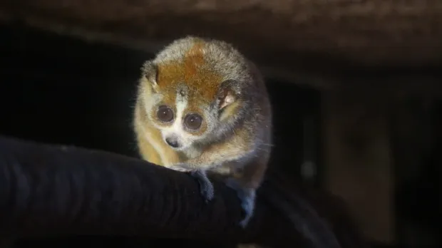 U Zoolo&scaron;kom vrtu Zagreba rođen patuljasti spori loris - otrovan, ali neodoljivBrat mladunčetaveljača 2026.