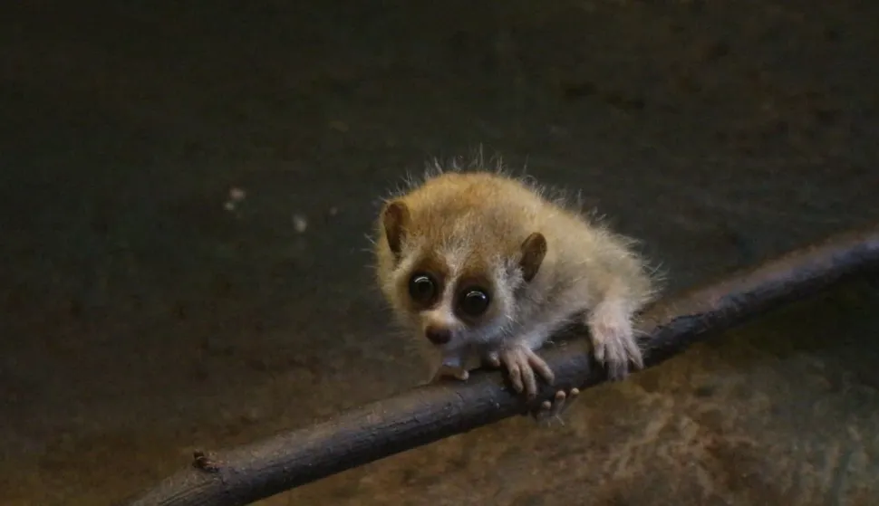 U Zoolo&scaron;kom vrtu Zagreba rođen patuljasti spori loris - otrovan, ali neodoljivveljača 2026