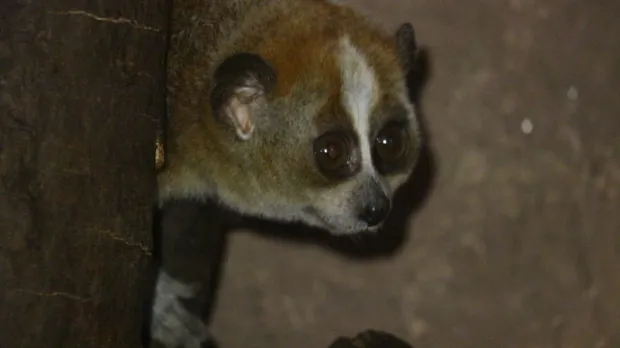 U Zoolo&scaron;kom vrtu Zagreba rođen patuljasti spori loris - otrovan, ali neodoljivMajka mladunčetaveljača 2026