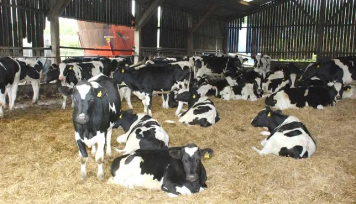 goveda ktave telad tov krava------2 st color ekonomija