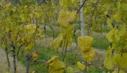 Simptomi žutica na vinovoj lozi