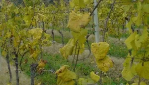 Simptomi žutica na vinovoj lozi