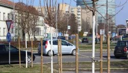 Osijek, 16. 02. 2026, Trpimirova i ulaz na Sjenjak, novi drvored pro&scaron;le godine zasađen uz Gacku ulicu. Stanje drvoreda, preživljavanje.snimio GOJKO MITIĆ