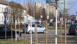 Osijek, 16. 02. 2026, Trpimirova i ulaz na Sjenjak, novi drvored pro&scaron;le godine zasađen uz Gacku ulicu. Stanje drvoreda, preživljavanje.snimio GOJKO MITIĆ
