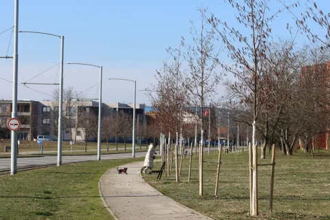 Osijek, 16. 02. 2026, Gacka ullica, novi drvored pro&scaron;le godine zasađen uz Gacku ulicu. Stanje drvoreda, preživljavanje.snimio GOJKO MITIĆ