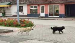 Zbrinjavanje napu&scaron;tenih pasa veliko je financijsko opterećenje za lokalne jedinice, rujan 2023.snimila Marija Le&scaron;ić Omerović