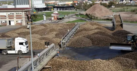 Županja, 18. listopada 2024., &scaron;ećerna repa