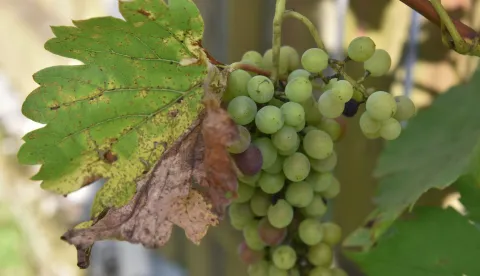 05.08.2018., Zagreb - Zlatna zutica vinove loze (Flavescens doree) karantenska je bolest koju uzrokuje fitoplazma Candidatus Phytoplazma vitis. Spada medju najopasnije bolesti vinove loze u Europi. "nPhoto: Davor Visnjic/PIXSELL 