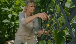 KORNELIJA BENYOVSKY &Scaron;O&Scaron;TARIĆ