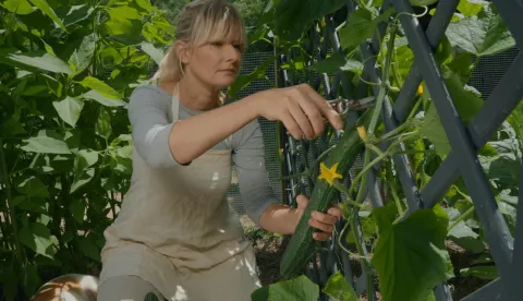 KORNELIJA BENYOVSKY &Scaron;O&Scaron;TARIĆ