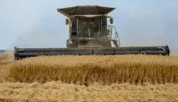 UGLJES- 14.07.2021., Baranja, polje, psenica, zetva, jedinstveni kombajn.Foto: Andrea Ilakovac