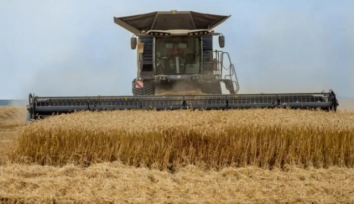 UGLJES- 14.07.2021., Baranja, polje, psenica, zetva, jedinstveni kombajn.Foto: Andrea Ilakovac