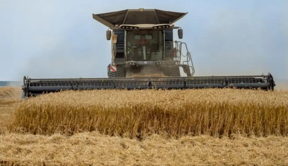 UGLJES- 14.07.2021., Baranja, polje, psenica, zetva, jedinstveni kombajn.Foto: Andrea Ilakovac
